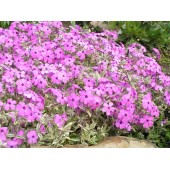 Шиловидный флокс «Netteleto Variegata»